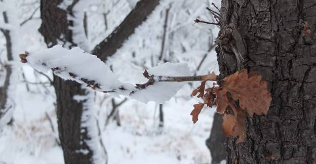 Pachamama: Trekking Alps guides you in the winter hiking of Italy