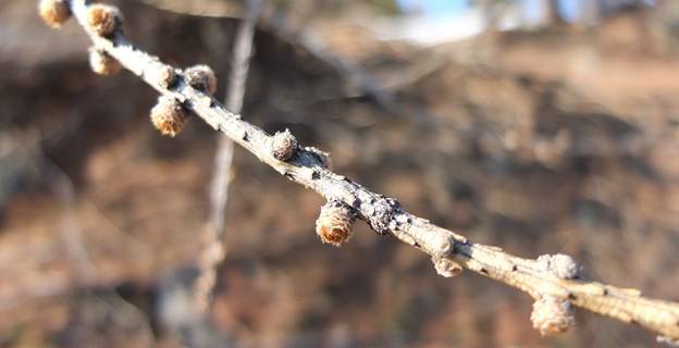 Spring snowshoeing hiking