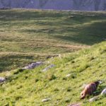 Camping in the Alps with a Mountain Guide