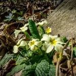 Santa Cristina Sanctuary - Daily Hike from Torino