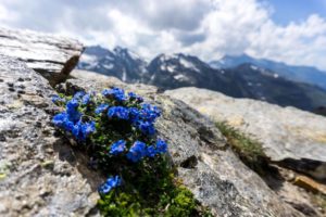 Wild Gran Paradiso Hike