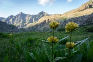 Alps wilderness in Piedmont