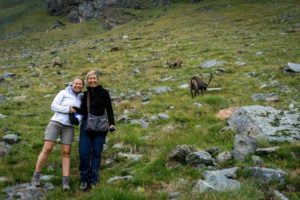 trekking alps sighting ibex