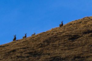 Hike a 3000 meters in the Alps - Tete Blanche