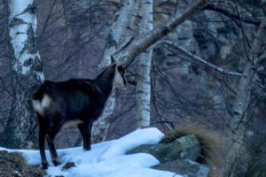 Gran Paradiso Piedmont Winter Hike