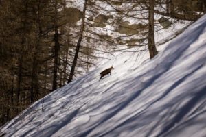 Birthday in Gran Paradiso!