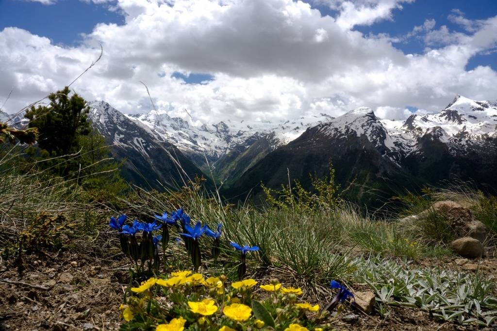 From the Desert to the Alps