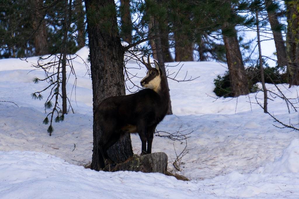 Aosta Valley Winter Hikes