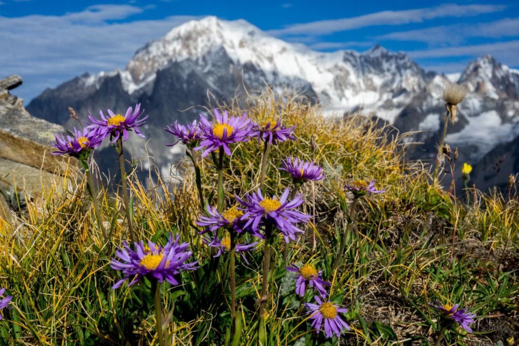 Tailor Made Tour of Mont Blanc 10