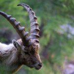 Inn to Inn Gran Paradiso Discover