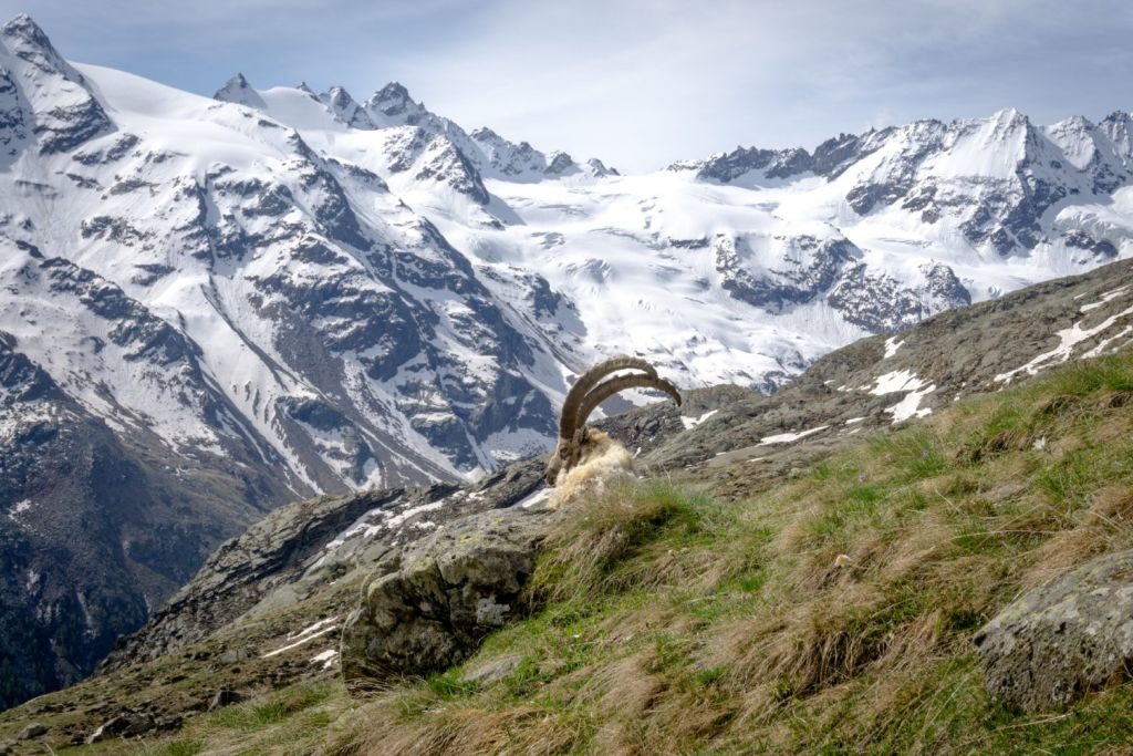 Gran Paradiso