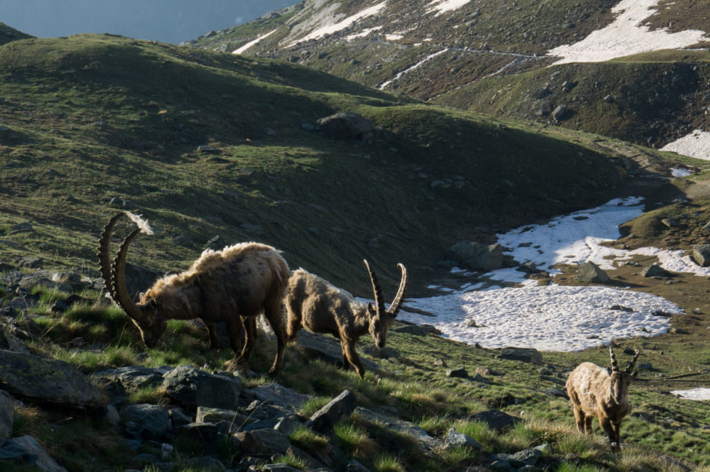 SFG Hike 2018 - Corporate Trip Hiking in the Alps 4