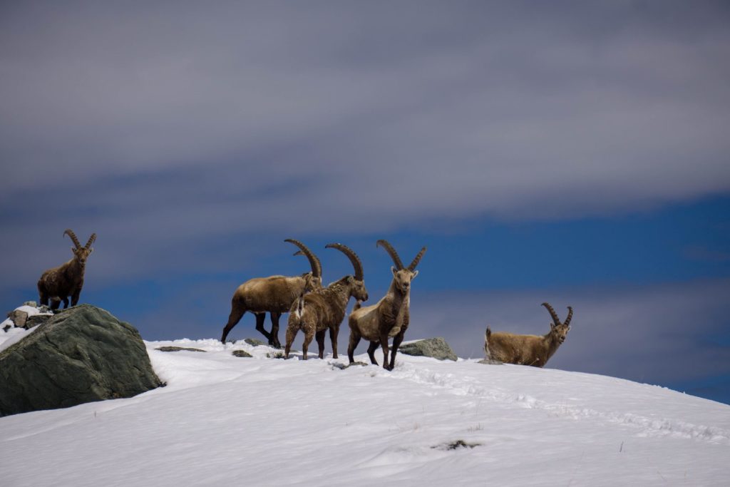 ibex alps