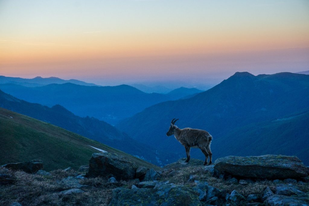 wildife alps