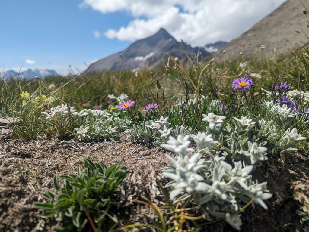 Trekking Peaks in the Alps