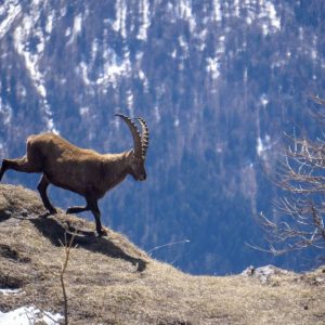 Trekking Alps Quattro Denti Susa Valley-09800