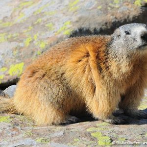 querays_hike_marmot