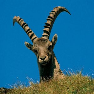 trekking-alps-ibexes-safari